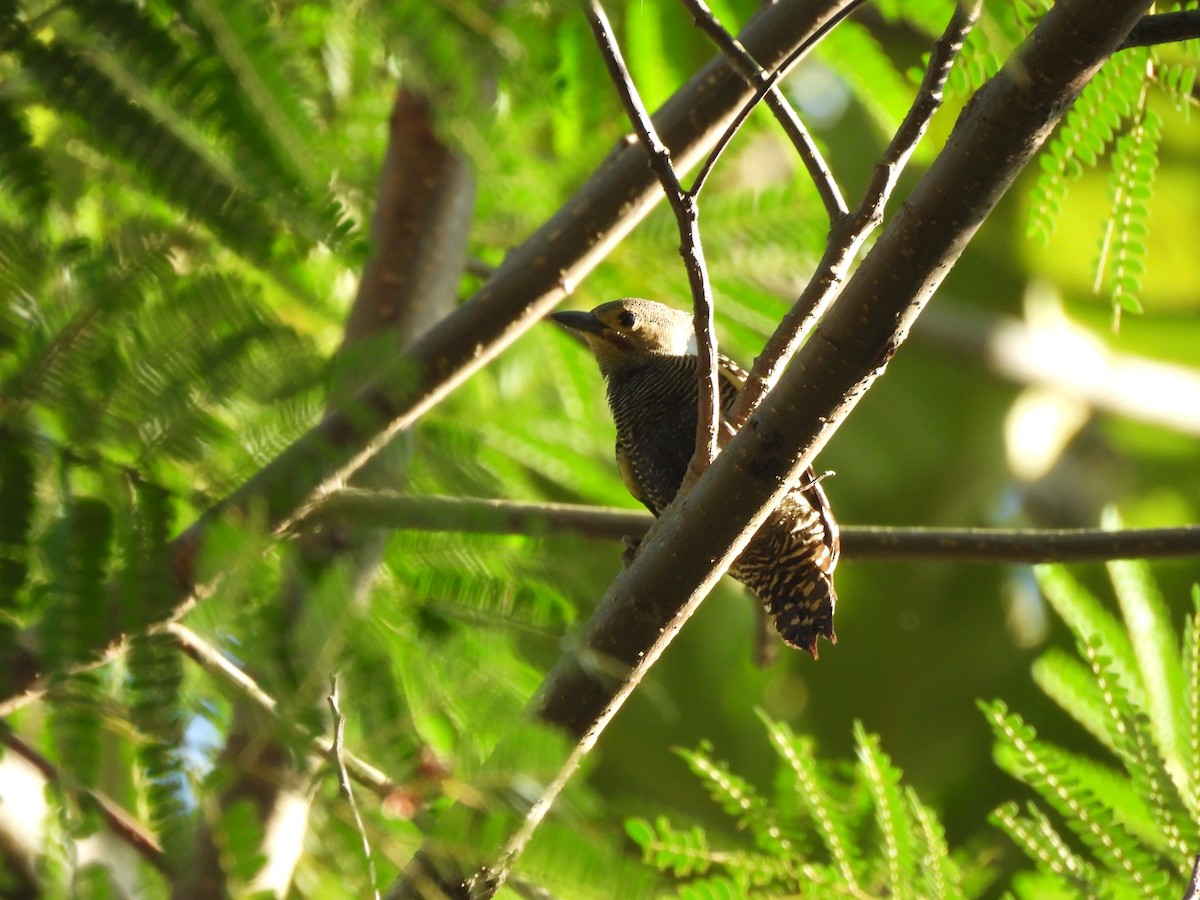 Buff-rumped Woodpecker - ML650235908