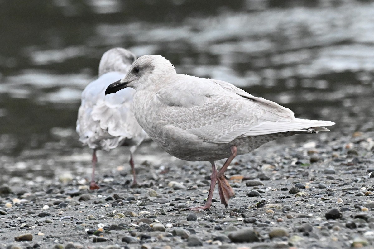 ワシカモメ - ML650235914