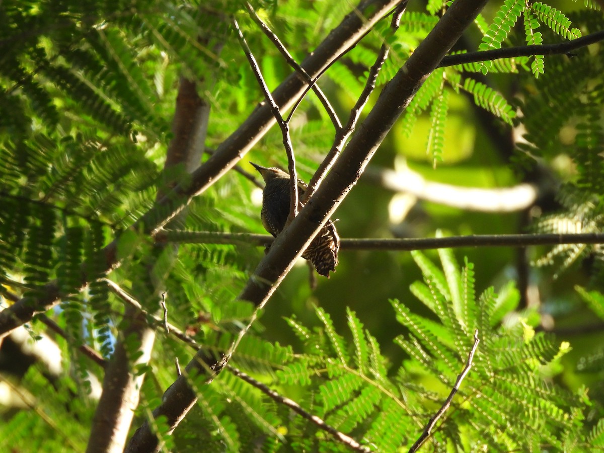 Buff-rumped Woodpecker - ML650235935