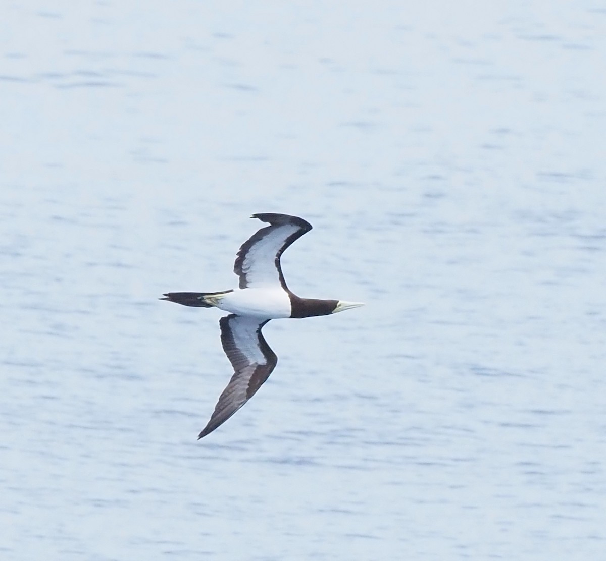 白腹鰹鳥 - ML650235990