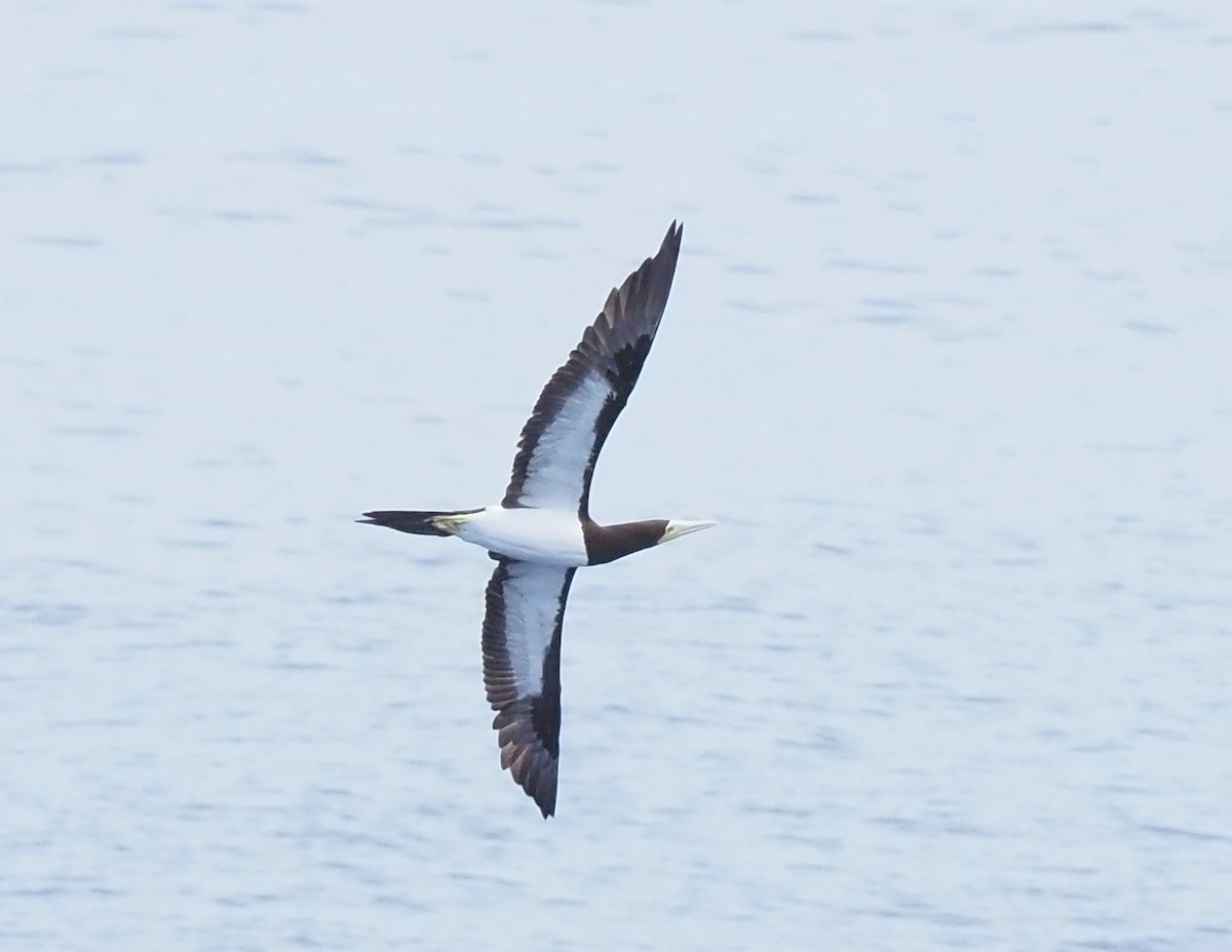 白腹鰹鳥 - ML650235991