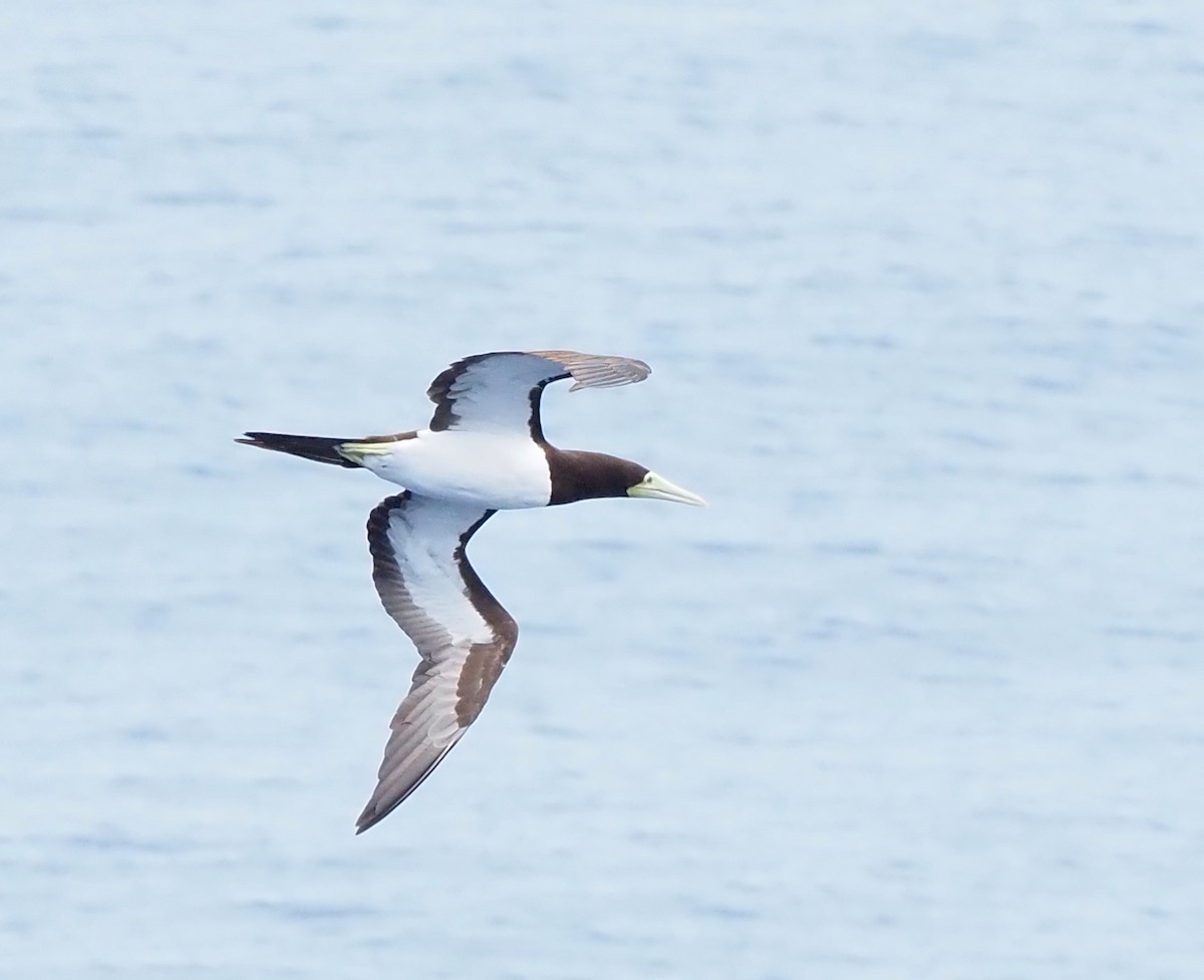 白腹鰹鳥 - ML650235992