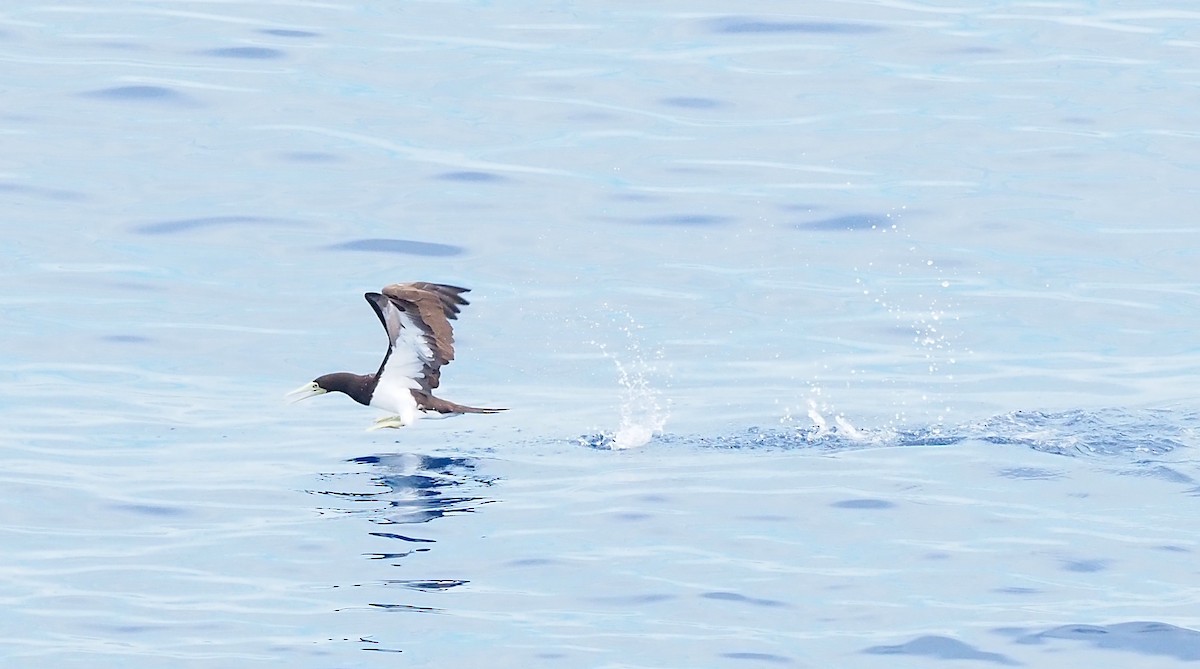 白腹鰹鳥 - ML650235993