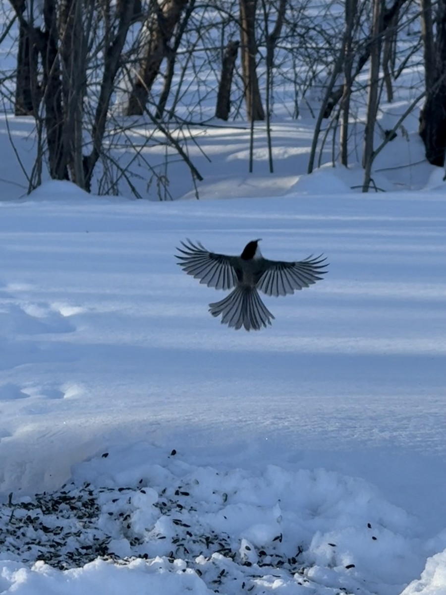 Amerika Baştankarası - ML650236259