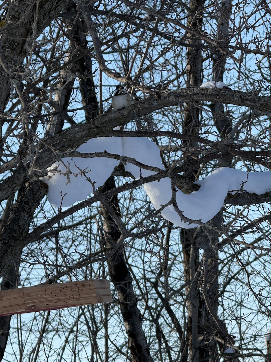 Amerika Baştankarası - ML650236260