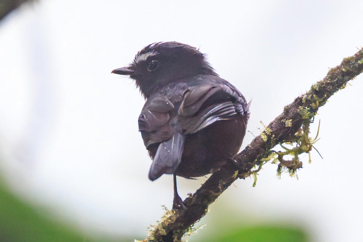 Chestnut-bellied Chat-Tyrant - ML650236415
