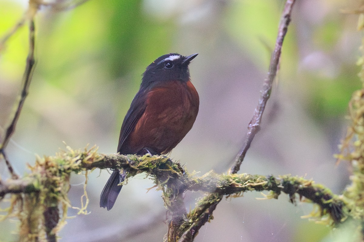 Chestnut-bellied Chat-Tyrant - ML650236416