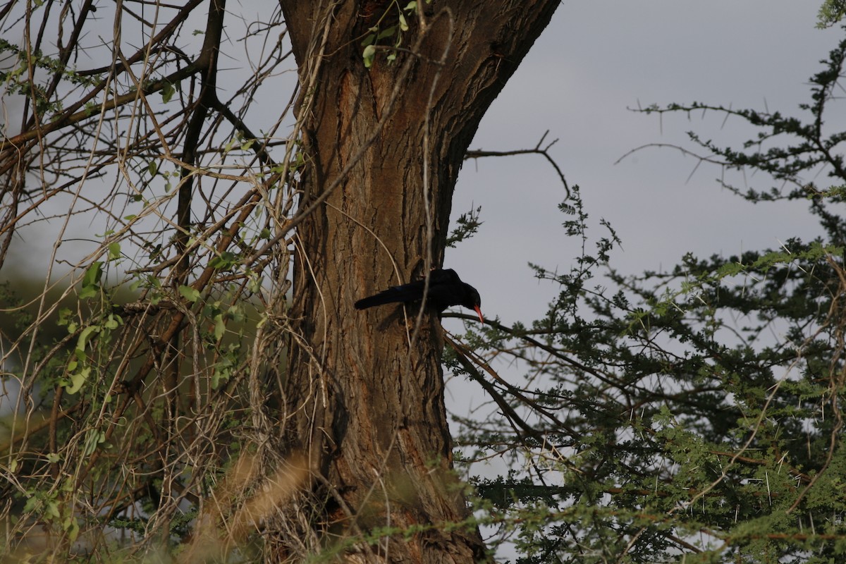Green Woodhoopoe - ML650236418