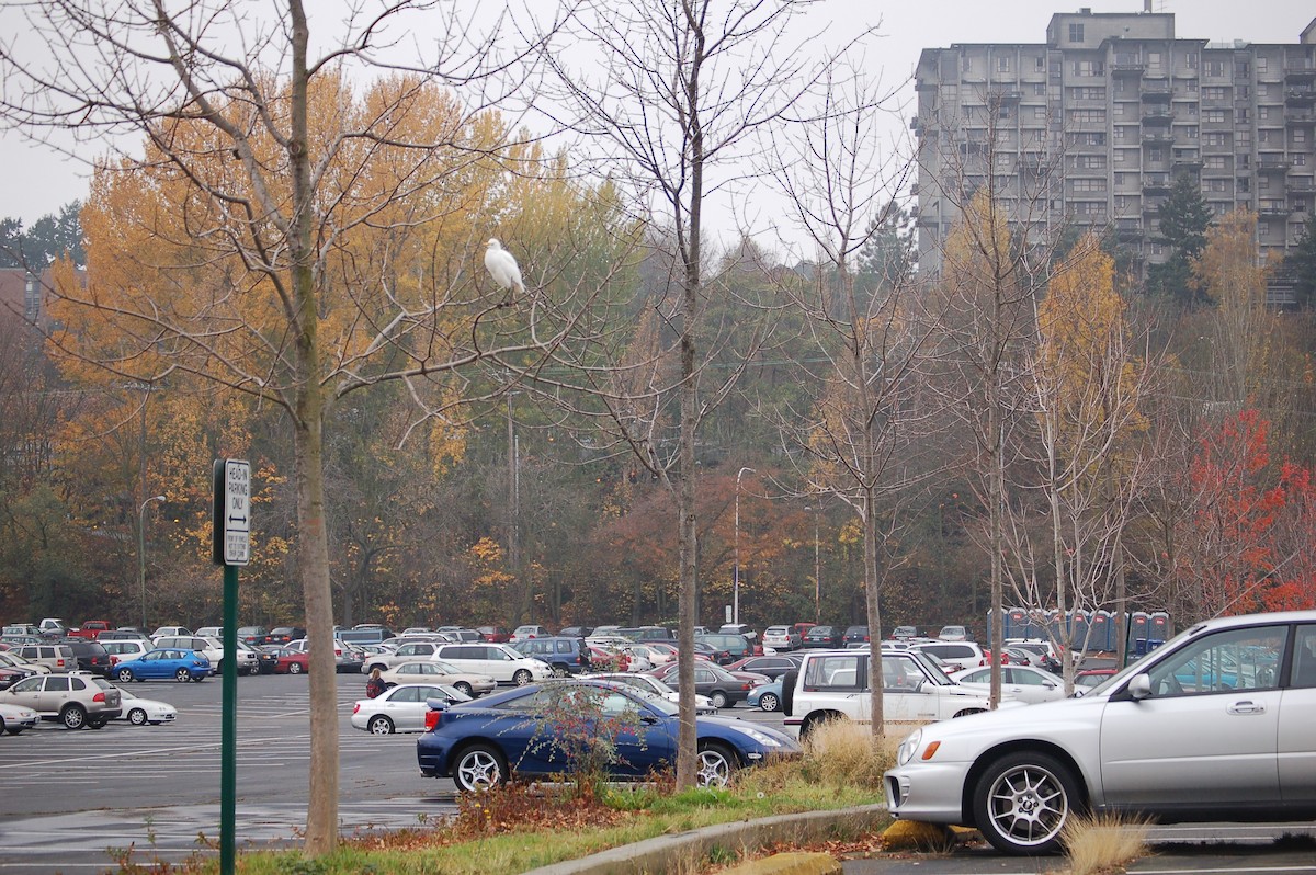 ニシアマサギ - ML650236815