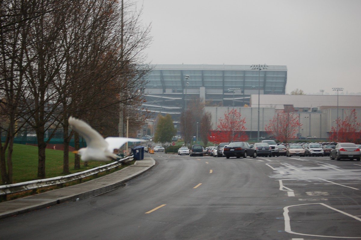 ニシアマサギ - ML650236820