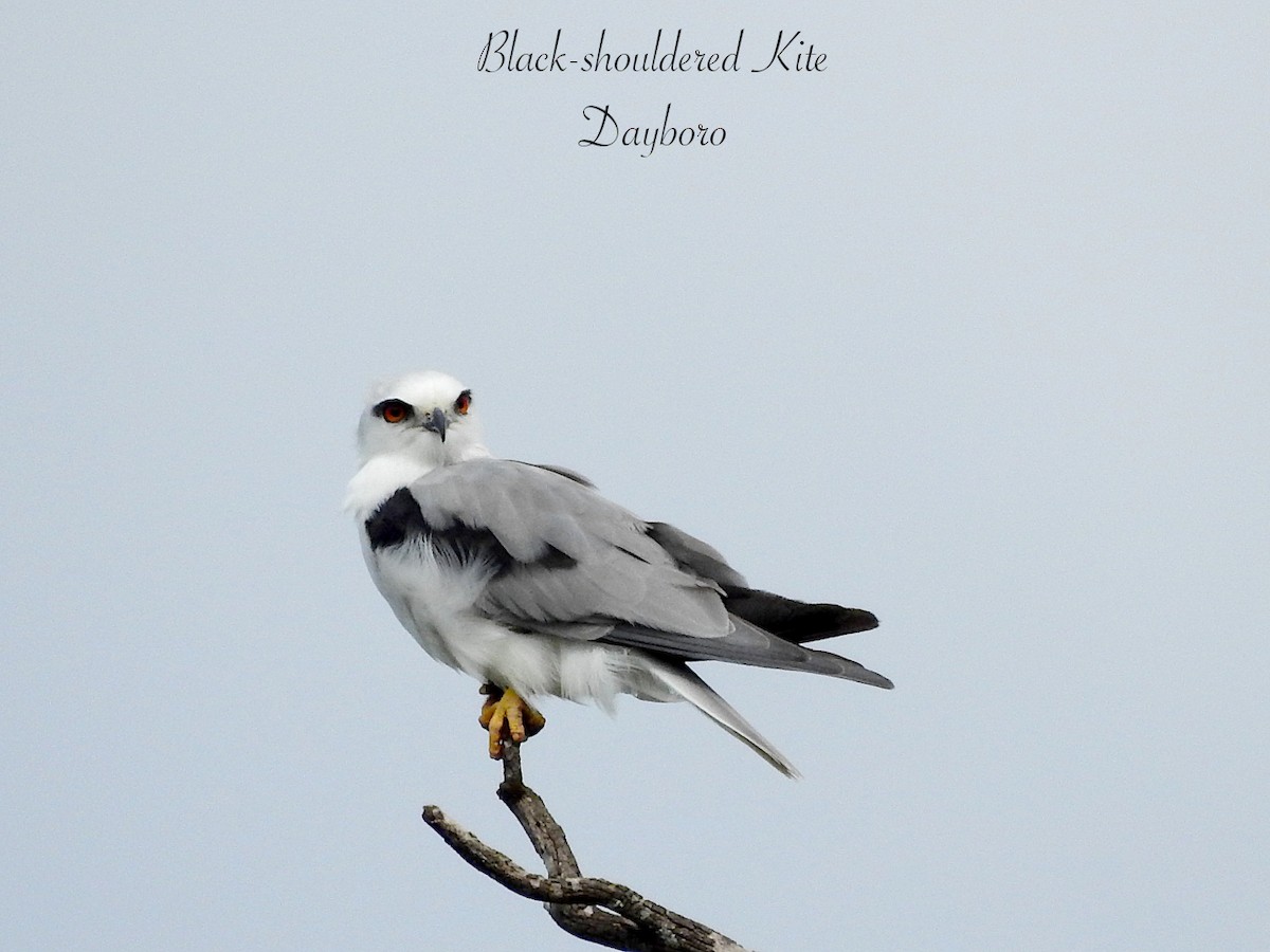 Black-shouldered Kite - ML650236898
