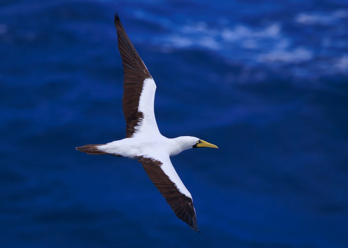 Maskentölpel - ML650237178