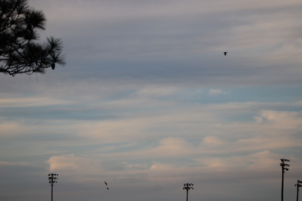 Crested Caracara (Northern) - ML650238128