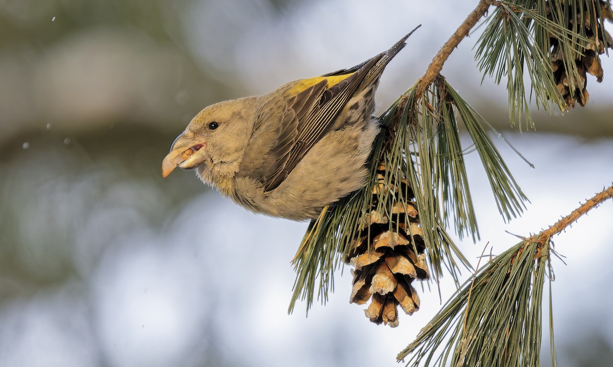 Parrot Crossbill - ML650238258