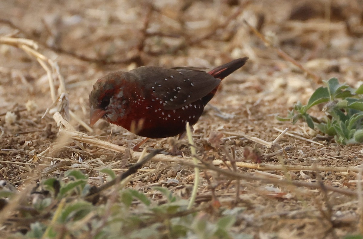 Red Avadavat - ML650238948