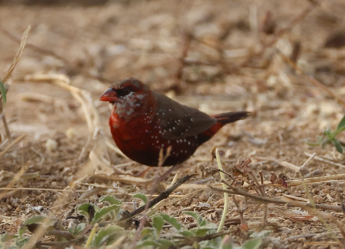 Red Avadavat - ML650238949