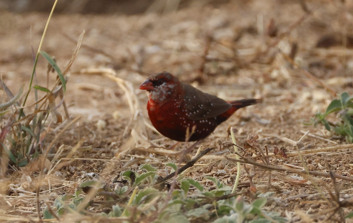 Red Avadavat - ML650238950