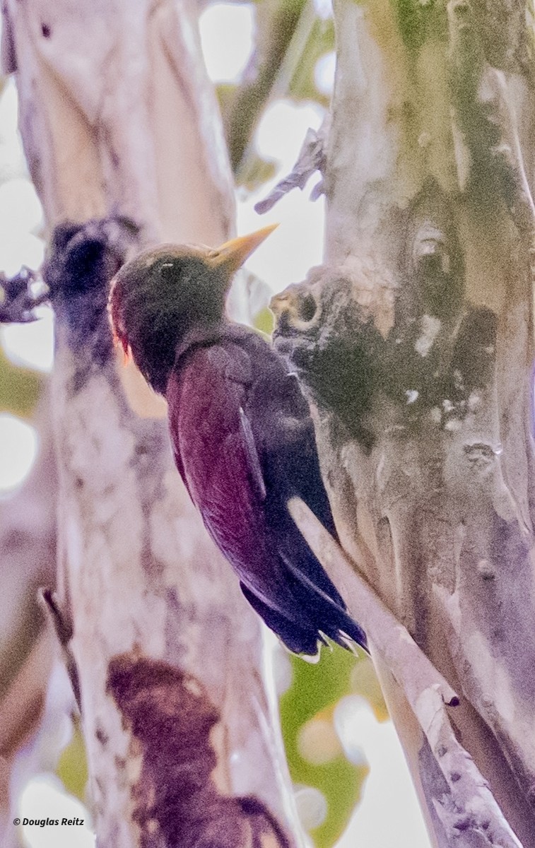Maroon Woodpecker - ML650239003