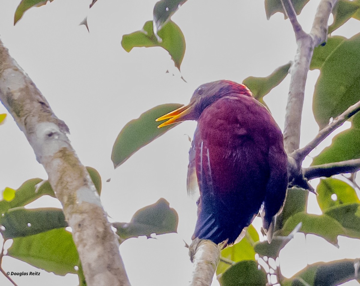 Maroon Woodpecker - ML650239100