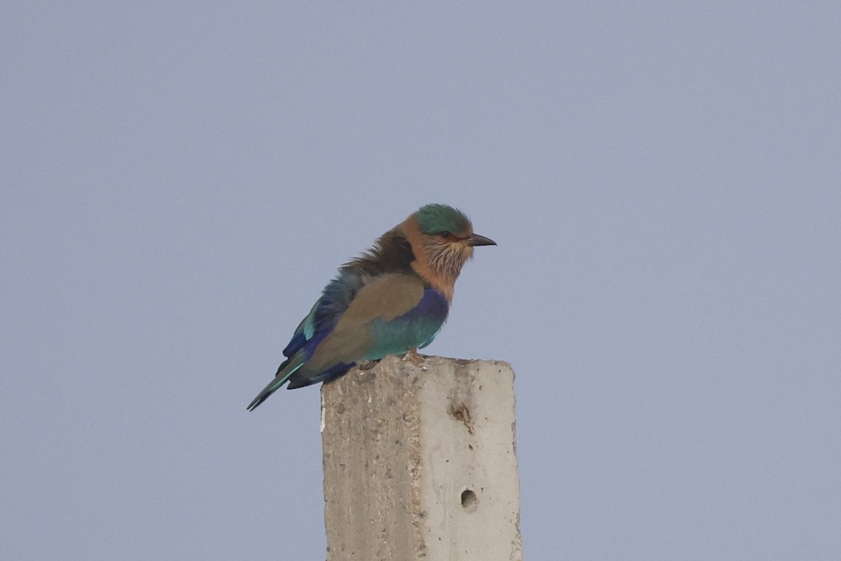 Indian Roller - ML650239127