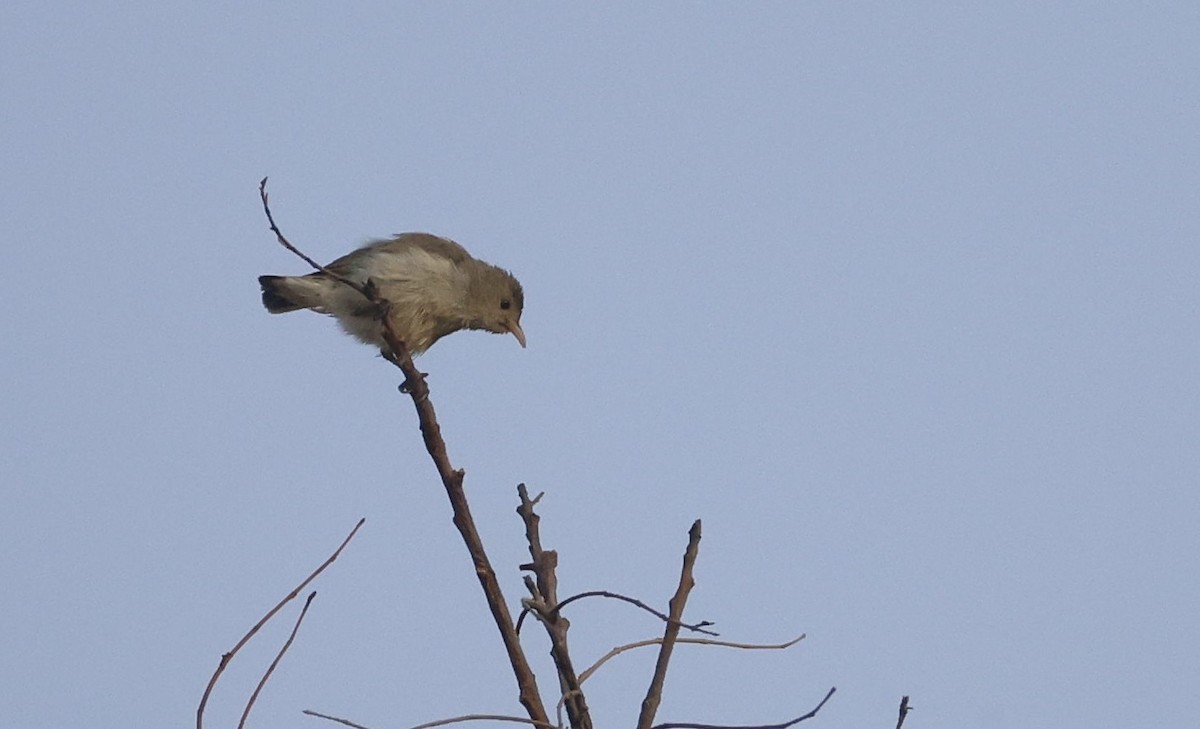 Pale-billed Flowerpecker - ML650239129