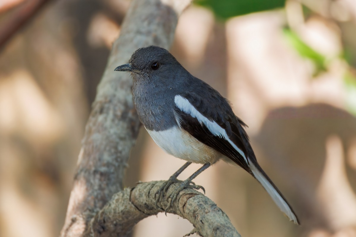 Shama Oriental - ML650239499