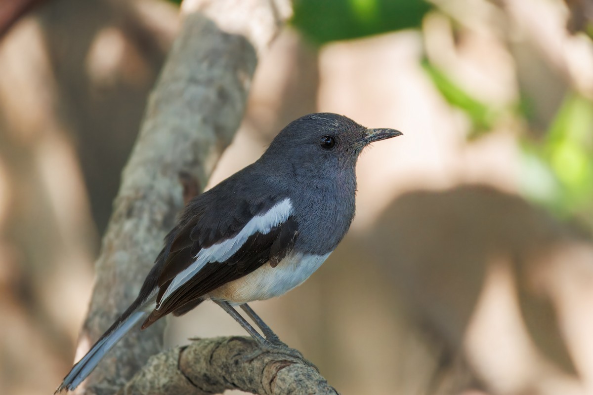 Shama Oriental - ML650239500