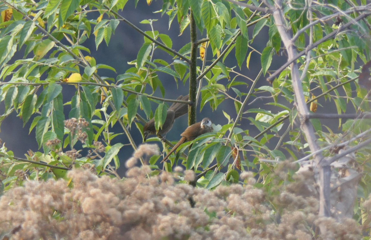 Spiny Babbler - ML650240048