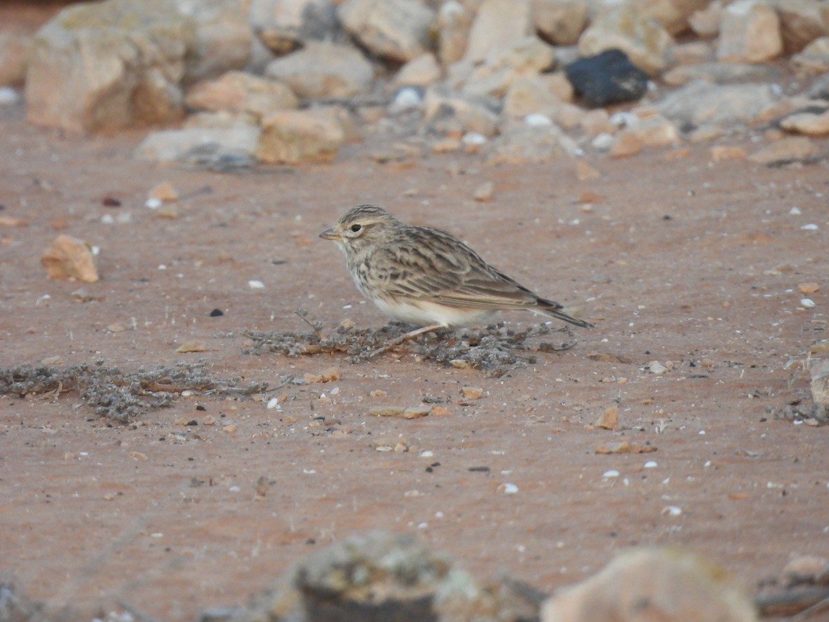 Stummellerche - ML650240359