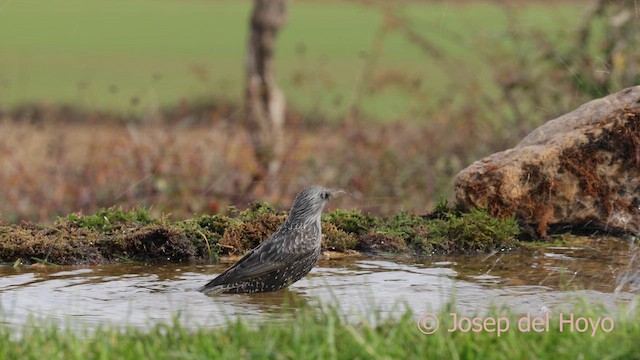 Spotless Starling - ML650240511