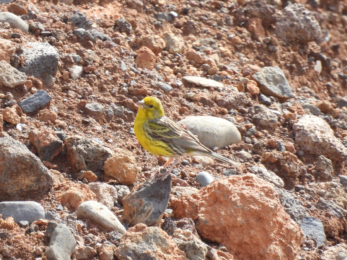 Serin des Canaries - ML650240530