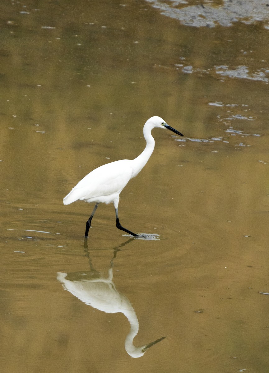 小白鷺 - ML650240887