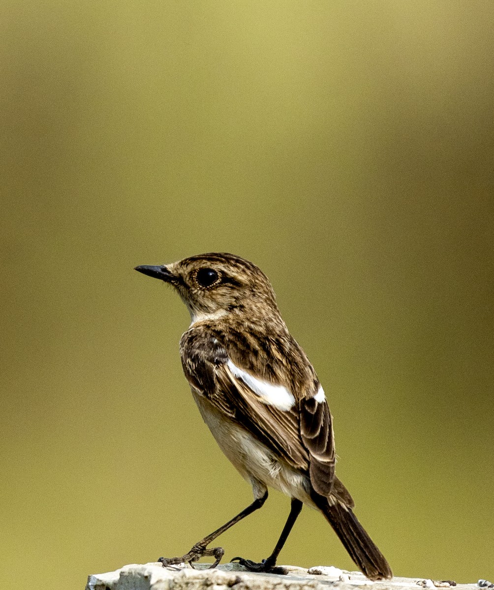 Siberian Stonechat - ML650240917