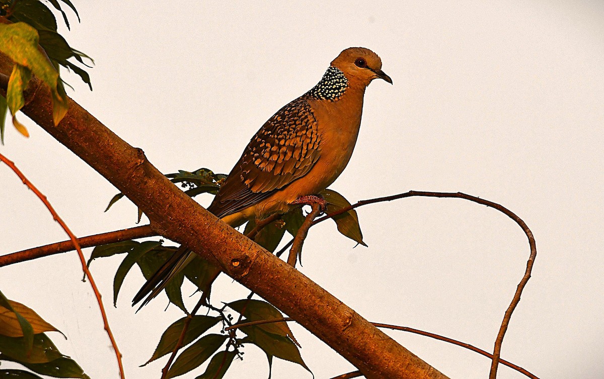 Spotted Dove - ML650241376