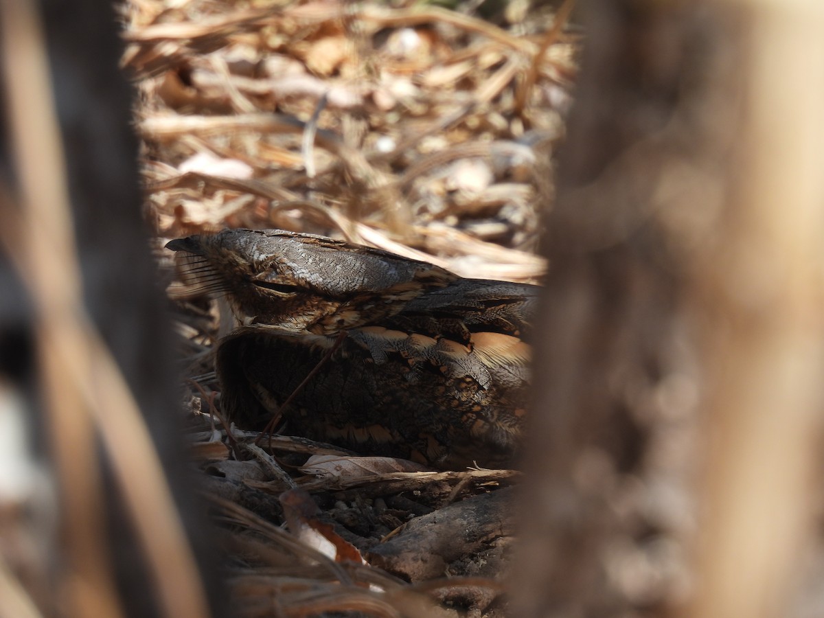 Red-necked Nightjar - ML650241565