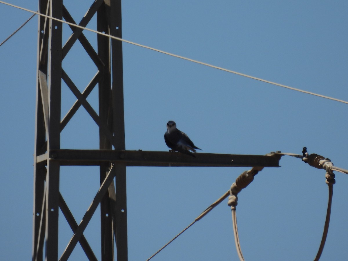 Black-winged Kite - ML650241566