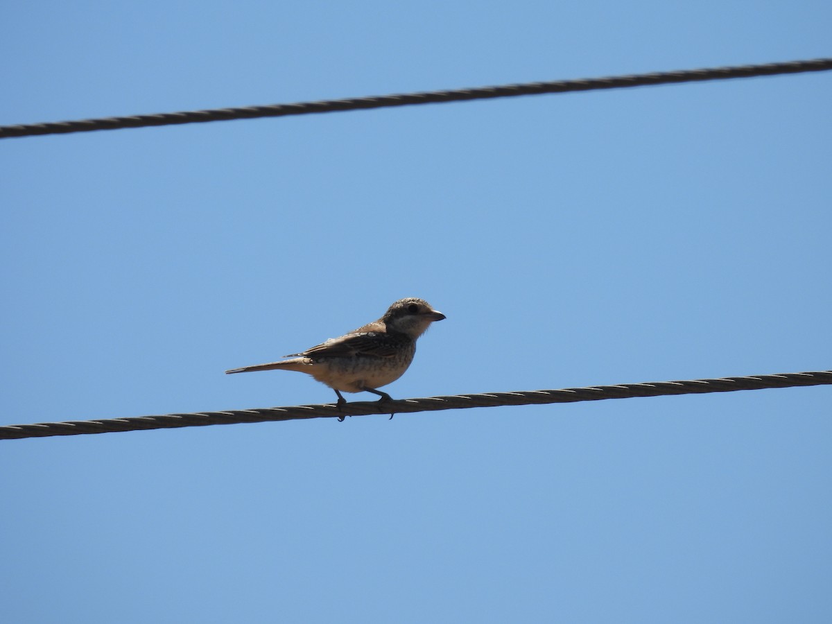 Woodchat Shrike - ML650241573