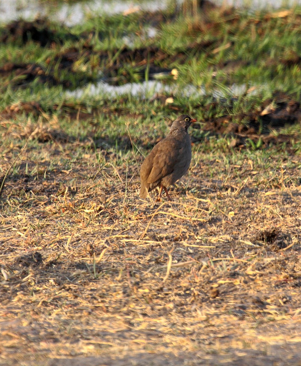 Red-billed Spurfowl - ML650243216