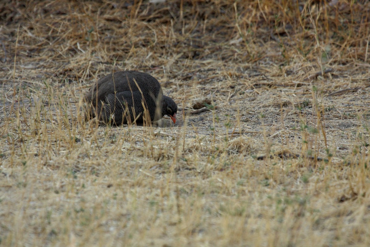 Red-billed Spurfowl - ML650243217