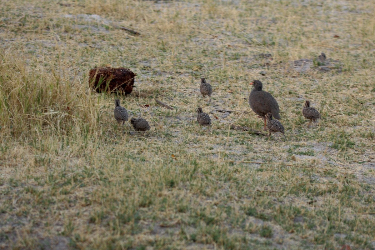 Red-billed Spurfowl - ML650243238