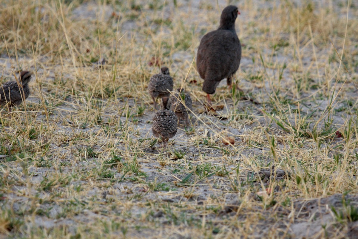 Red-billed Spurfowl - ML650243239
