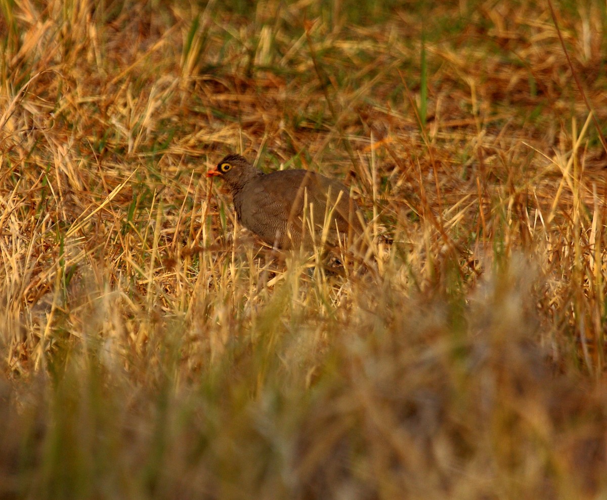 Red-billed Spurfowl - ML650243271