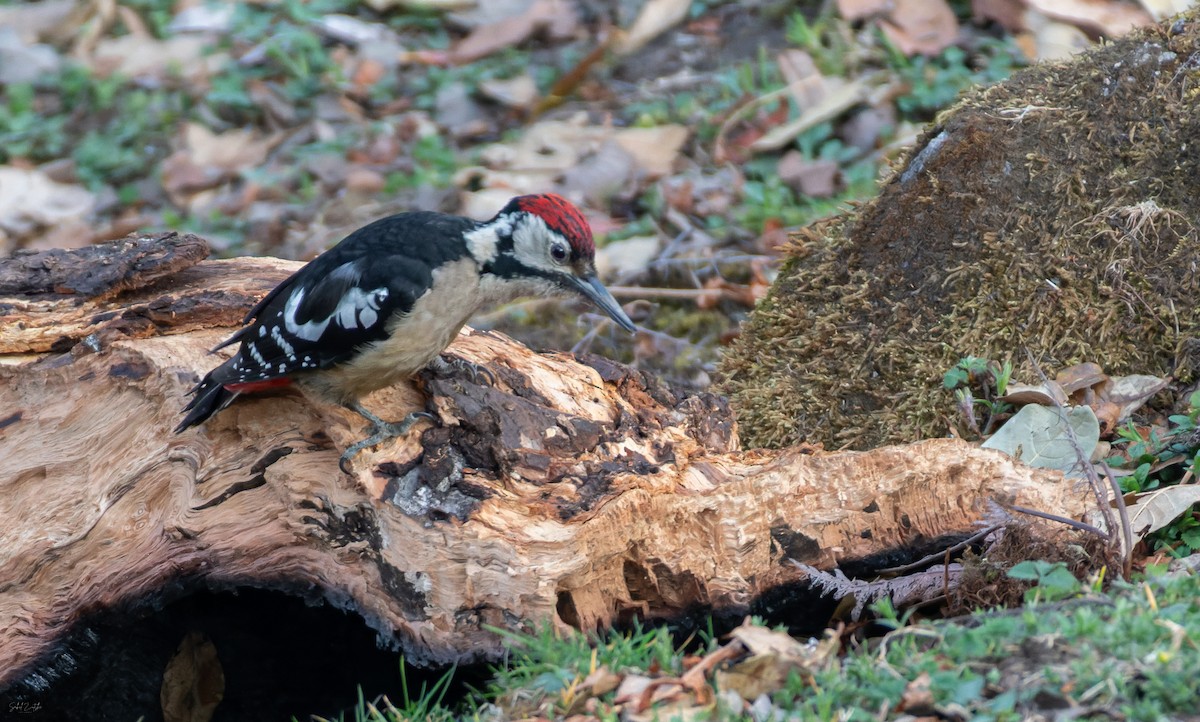 Pic de l'Himalaya - ML650243867