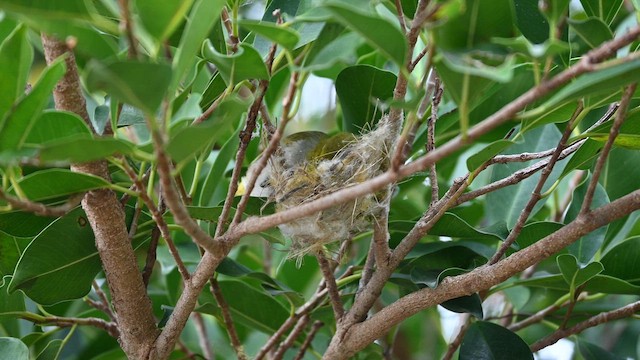 Swinhoe's White-eye - Zosterops simplex - Multimedia bilaketa ...
