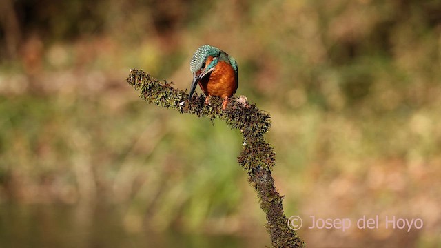 Common Kingfisher - ML650244304