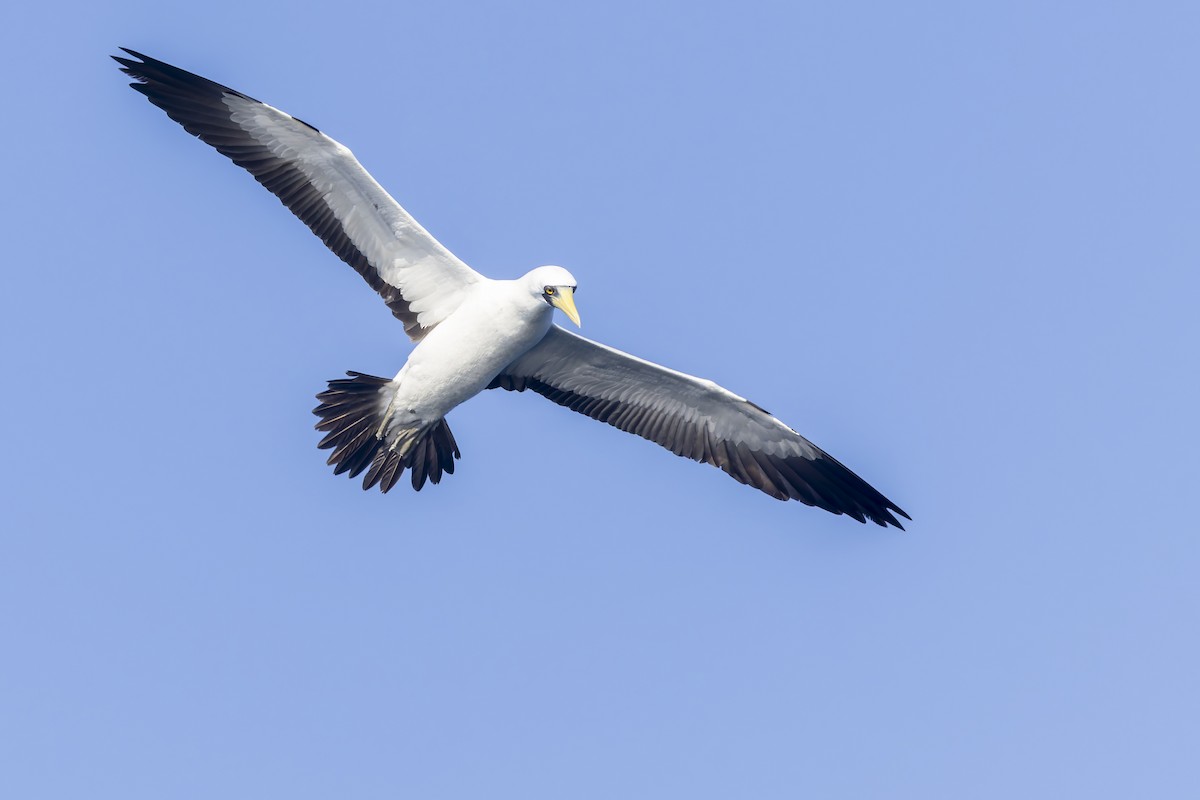 Maskentölpel - ML650244478