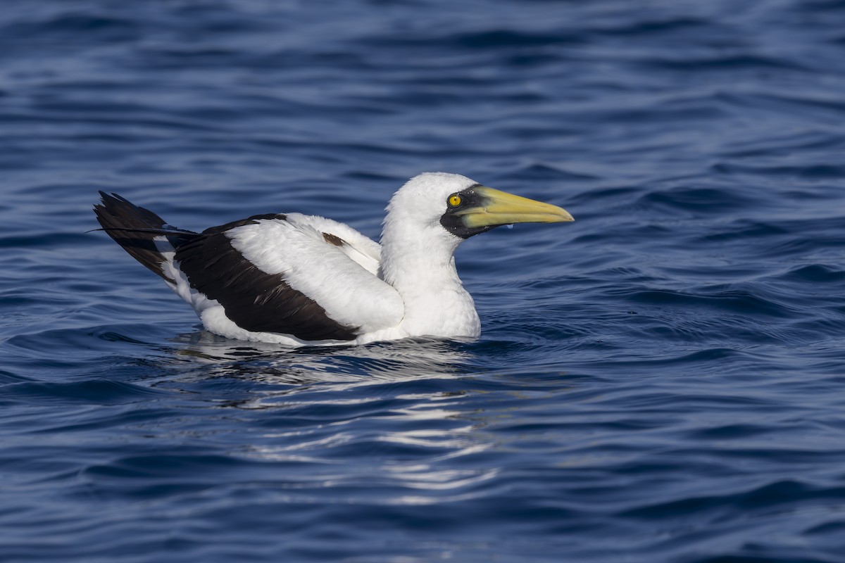 Maskentölpel - ML650244500