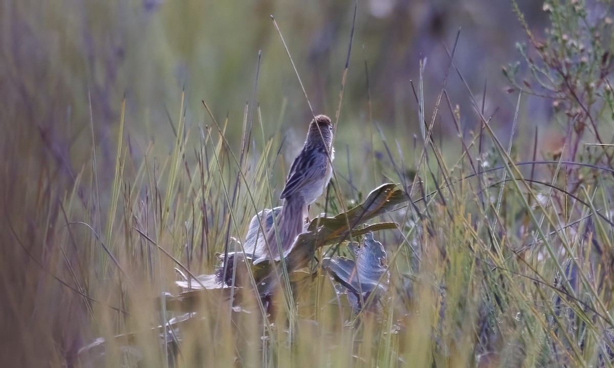 Tawny Grassbird - ML650244961