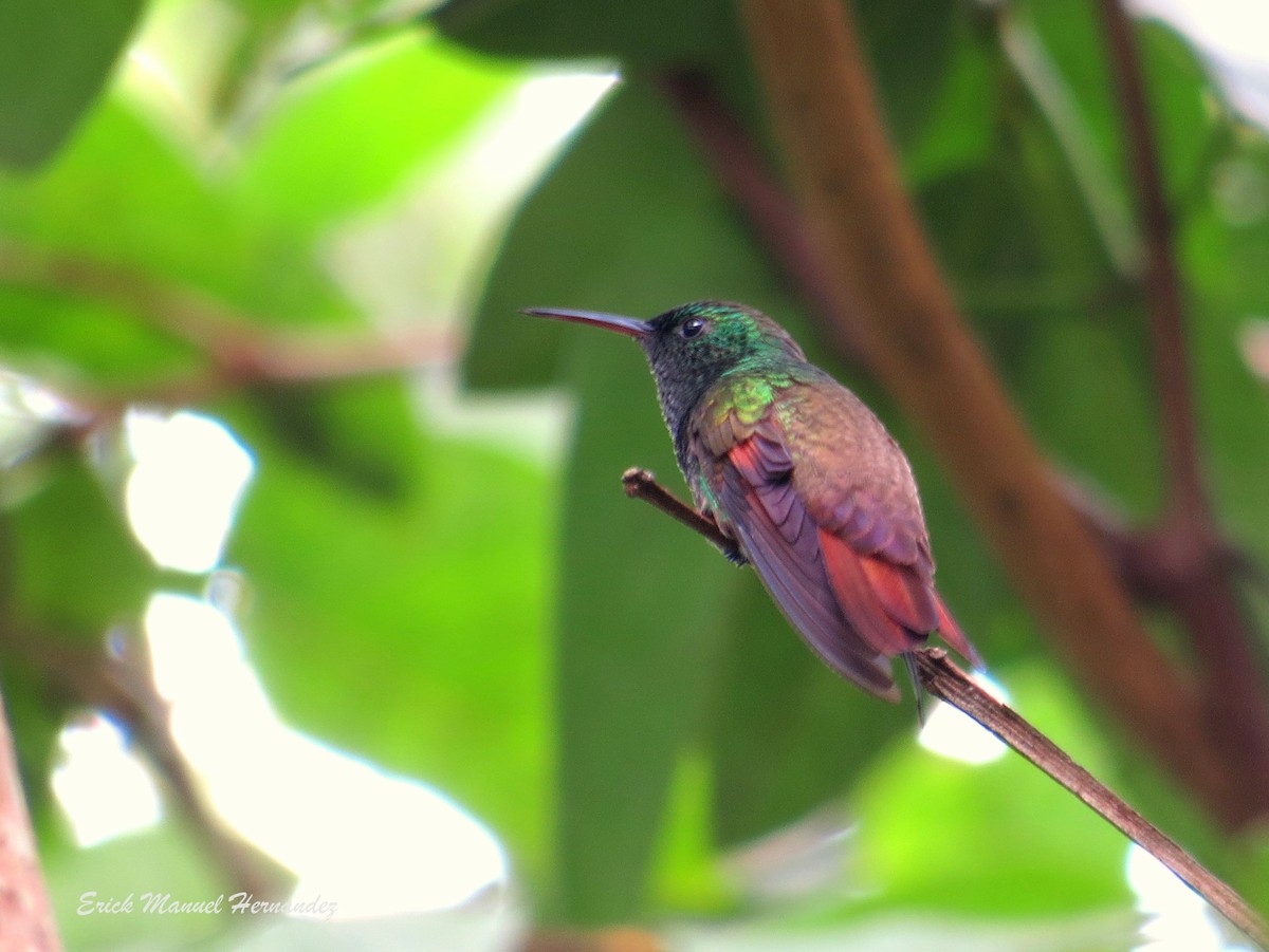 kolibřík mexický - ML65024511