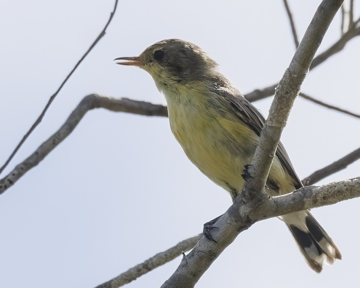 White-throated Gerygone - ML650245164